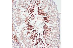 Immunohistochemistry of paraffin-embedded rat testis using PGK2 antibody (ABIN6128431, ABIN6145506, ABIN6145507 and ABIN6216775) at dilution of 1:100 (40x lens). (PGK2 anticorps  (AA 242-360))