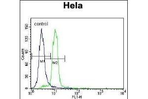 UBE3A Antibody (C-term) (ABIN388925 and ABIN2850432) flow cytometric analysis of Hela cells (right histogram) compared to a negative control cell (left histogram). (ube3a anticorps  (C-Term))
