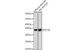 Western blot analysis of extracts of various cell lines, using KLF14 antibody (ABIN7268154) at 1:1000 dilution.