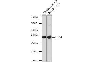 Western blot analysis of extracts of various cell lines, using KLF14 antibody (ABIN7268154) at 1:1000 dilution. (KLF14 anticorps)
