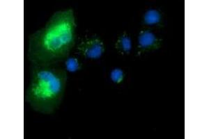Immunofluorescence (IF) image for anti-Syntrophin, alpha 1 (Dystrophin-Associated Protein A1, 59kDa, Acidic Component) (SNTA1) antibody (ABIN1501028)
