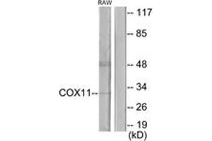 Western blot analysis of extracts from RAW264. (COX11 anticorps  (AA 51-100))