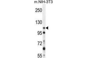 Western Blotting (WB) image for anti-Nucleoporin 107kDa (NUP107) antibody (ABIN2996376) (NUP107 anticorps)