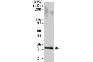 Western blot analysis of 0. (TACI anticorps  (AA 116-132))