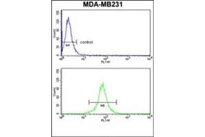 Flow cytometry analysis of MDA-MB231 cells using CD158d / KIR2DL4 Antibody (C-term) Cat. (KIR2DL4/CD158d anticorps  (C-Term))