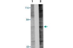 Western blot analysis of Gle1 in 293 cell lysate with Gle1 polyclonal antibody  at (A) 1 and (B) 2 ug/mL . (GLE1 anticorps  (Internal Region))