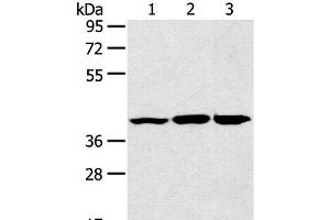 Western Blot analysis of Raw264. (JNK2 anticorps)