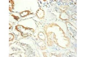 Immunohistochemistry of paraffin-embedded human kidney tissue using ABIN7172712 at dilution of 1:100 (KAP1 anticorps  (AA 22-291))