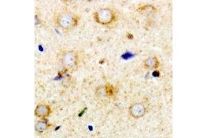Immunohistochemical analysis of RPS14 staining in mouse brain formalin fixed paraffin embedded tissue section. (RPS14 anticorps)