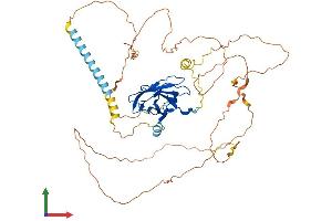 AlphaFold protein structure predicition of Human Recombinant RUNX2 Protein, UniprotID Q13950