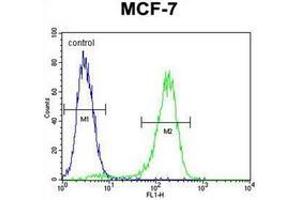 Flow cytometric analysis of MCF-7 cells using RARS Antibody (C-term) Cat. (RARS anticorps  (C-Term))