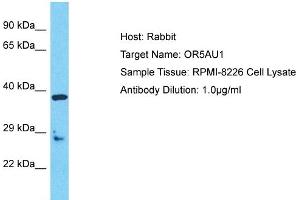 Host: Rabbit Target Name: OR5AU1 Sample Type: RPMI-8226 Whole Cell lysates Antibody Dilution: 1. (OR5AU1 anticorps  (C-Term))