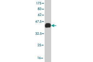 Western Blot detection against Immunogen (36. (LHX4 anticorps  (AA 208-306))