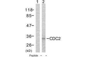 Image no. 1 for anti-Cyclin-Dependent Kinase 1 (CDK1) (Thr161) antibody (ABIN197352) (CDK1 anticorps  (Thr161))