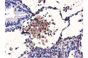 Immunohistochemistry (IHC) image for anti-Growth Arrest-Specific 7 (GAS7) antibody (ABIN1498379) (GAS7 anticorps)