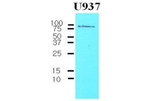 Western Blotting (WB) image for anti-CD44 (CD44) (AA 21-145) antibody (ABIN263995) (CD44 anticorps  (AA 21-145))