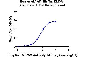 Immobilized Human ALCAM, His Tag at 2 μg/mL (100 μL/Well) on the plate. (CD166 Protein (AA 28-526) (His tag))