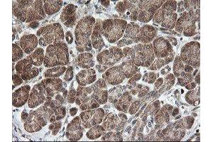 Image no. 4 for anti-Mitochondrial Ribosomal Protein S34 (MRPS34) antibody (ABIN1499564)