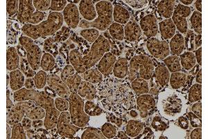 ABIN6277665 at 1/100 staining Rat kidney tissue by IHC-P. (CREM anticorps  (Internal Region))