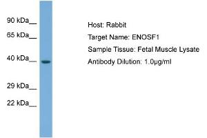 Host: Rabbit Target Name: ENOSF1 Sample Type: Fetal Muscle lysates Antibody Dilution: 1.
