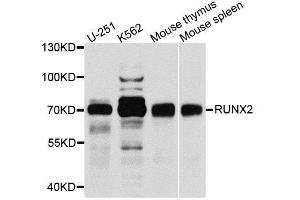 Western blot analysis of extracts of various cell lines, using RUNX2 antibody. (RUNX2 anticorps  (AA 242-521))