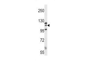 MORC1 Antibody (C-term) (ABIN657451 and ABIN2846477) western blot analysis in K562 cell line lysates (35 μg/lane).