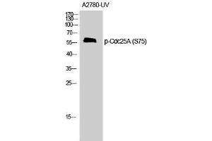 Western Blotting (WB) image for anti-Cell Division Cycle 25 Homolog A (S. Pombe) (CDC25A) (pSer75) antibody (ABIN3181955) (CDC25A anticorps  (pSer75))