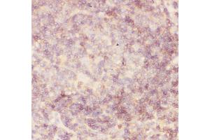 Anti-CD45 Picoband antibody,  IHC(P): Human Tonsil Tissue