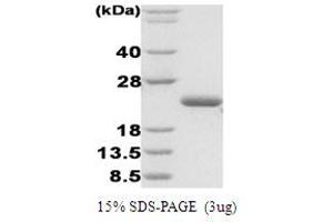 SDS-PAGE (SDS) image for Disulfide Oxidoreductase (DsbA) protein (ABIN666855) (Disulfide Oxidoreductase (DsbA) Protéine)