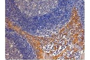 AP31714PU-N IPO8 antibody staining of paraffin embedded Human Tonsil at 4 µg/ml. (Importin 8 anticorps  (C-Term))