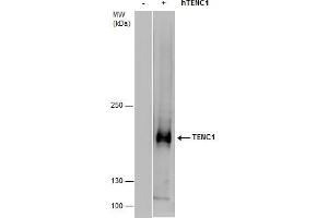 WB Image TENC1 antibody detects TENC1 protein by western blot analysis. (TENC1 anticorps  (C-Term))