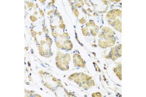 Immunohistochemistry of paraffin-embedded human stomach using MLN antibody at dilution of 1:100 (40x lens). (Motilin anticorps)