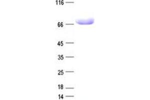 Validation with Western Blot