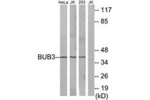 Western Blotting (WB) image for anti-Budding Uninhibited By Benzimidazoles 3 Homolog (Yeast) (BUB3) (AA 279-328) antibody (ABIN2889867) (BUB3 anticorps  (AA 279-328))
