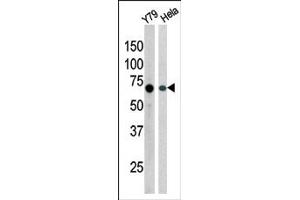 Image no. 1 for anti-RAD9 Homolog A (S. Pombe) (RAD9A) (pSer387) antibody (ABIN358207) (RAD9A anticorps  (pSer387))
