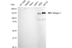 anti-Nidogen 1 (NID1) antibody