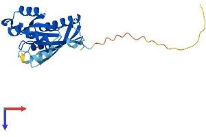 AlphaFold protein structure predicition of Mouse Recombinant Rab2b Protein, UniprotID P59279