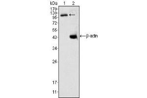 Western Blotting (WB) image for anti-Death-Domain Associated Protein (DAXX) antibody (ABIN1106953) (DAXX anticorps)