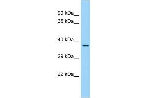Host: Rabbit Target Name: FAM110C Sample Type: Fetal Liver lysates Antibody Dilution: 1. (FAM110C anticorps  (N-Term))