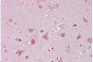 Anti-SREBF1 / SREBP-1 antibody IHC staining of human brain, cortex. (SREBF1 anticorps  (AA 461-510))