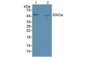 Figure. (EGR1 anticorps  (AA 273-431))