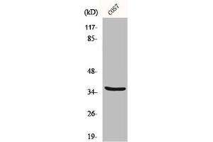 Western Blot analysis of COS7 cells using MRP-L44 Polyclonal Antibody (MRPL44 anticorps  (Internal Region))