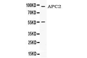 Western blot analysis of APC2 expression in HELA whole cell lysates ( Lane 1).