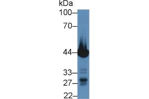 Western blot analysis of Mouse Heart lysate, using Pig TNNT2 Antibody (5 µg/ml) and HRP-conjugated Goat Anti-Rabbit antibody ( (Cardiac Troponin T2 anticorps  (AA 56-271))