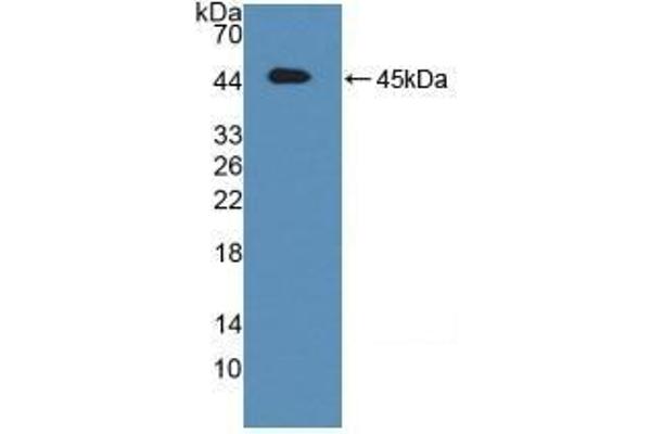 ATF6 Antikörper  (AA 1-377)