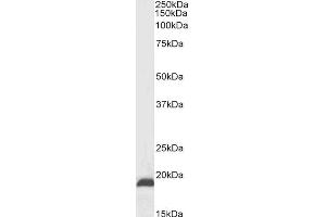 ABIN5539930 (0. (NSG2 anticorps  (C-Term))