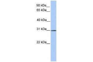 SURF4 antibody used at 1 ug/ml to detect target protein. (Surfeit 4 anticorps  (N-Term))