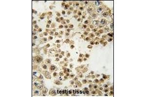 Formalin-fixed and paraffin-embedded human testis tissue reacted with ACE2 (SARS Receptor) Antibody (N-term) (ABIN390045 and ABIN2840582) , which was peroxidase-conjugated to the secondary antibody, followed by DAB staining.