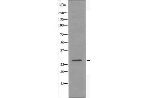 Western blot analysis of extracts from HepG2 cells using 14-3-3 ε antibody. (YWHAE anticorps  (C-Term))