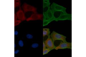 ABIN6261369 and ABIN6269375 staining Hela cells(24h of starvation treatment) by IF/ICC. (DPYSL2 anticorps  (C-Term))
